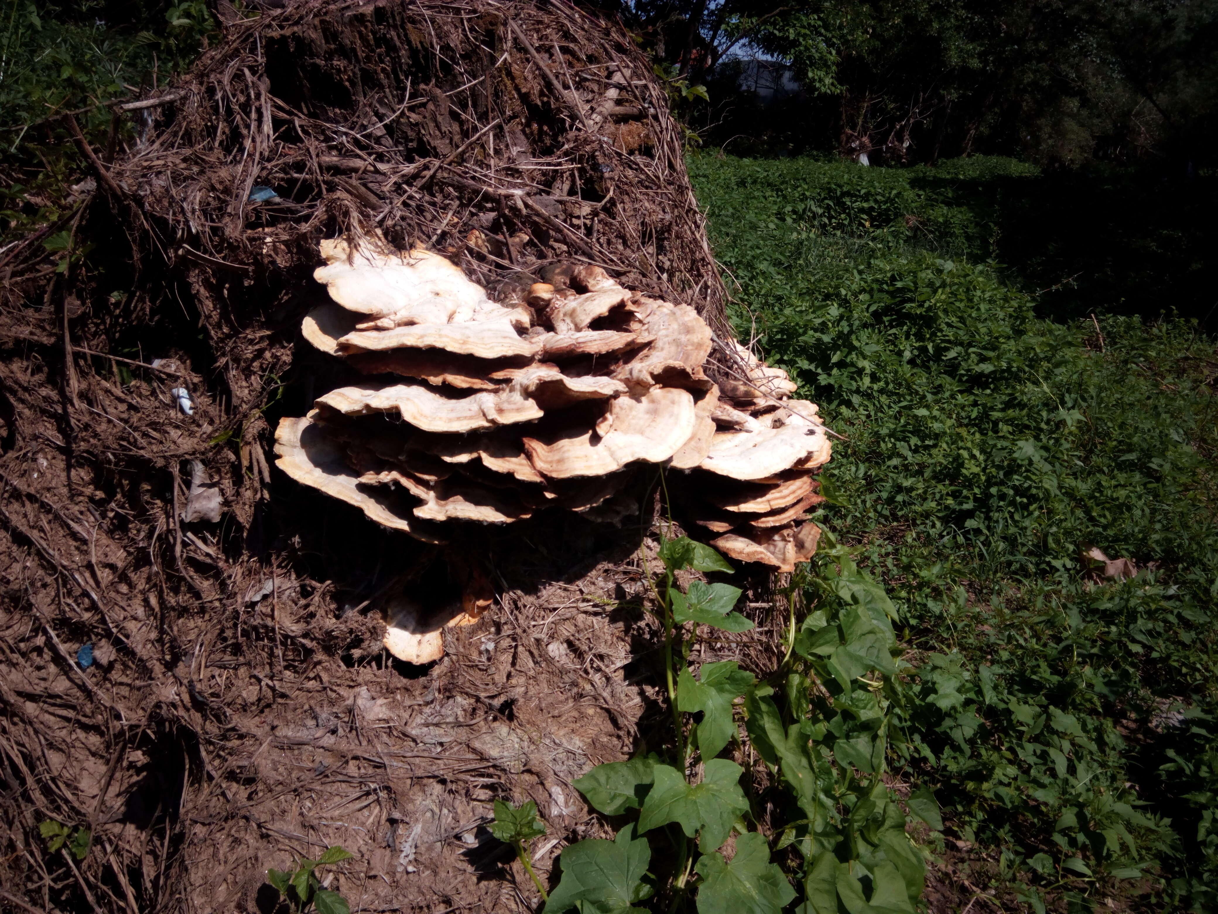 Image de Polypore soufré