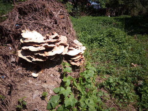 Image of Bracket Fungus