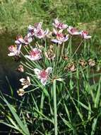 Image of flowering rush family