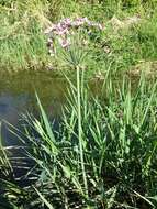 Image of flowering rush family