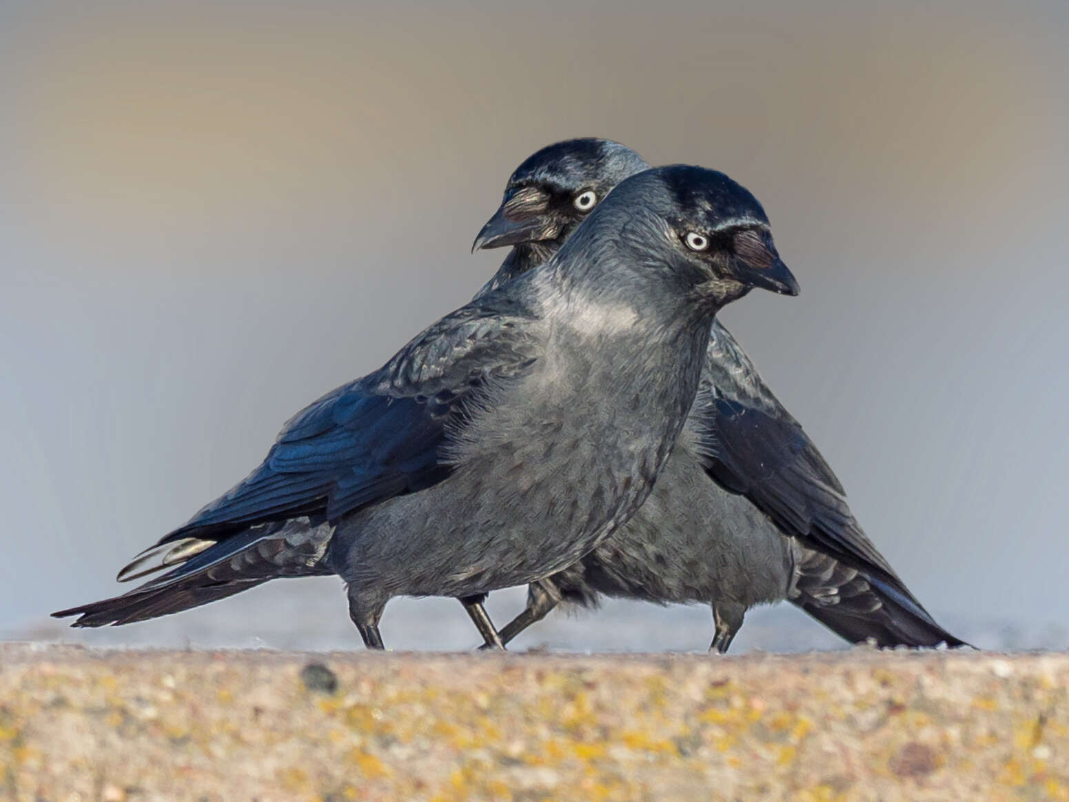 Image of Eurasian Jackdaw