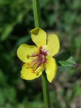 Imagem de Verbascum blattaria L.