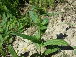 Imagem de Verbascum blattaria L.