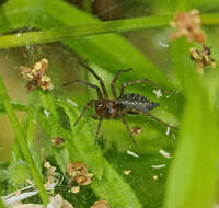 Image of Agelena labyrinthica (Clerck 1757)