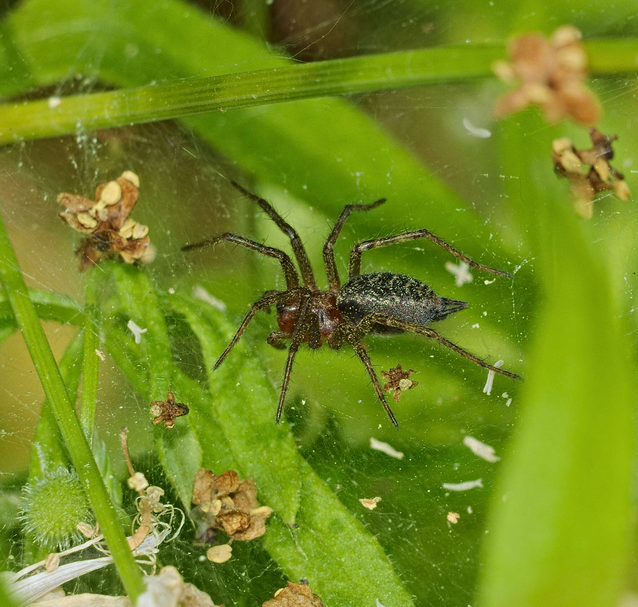 Image of Agelena labyrinthica (Clerck 1757)