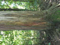 Imagem de Podocarpus totara G. Benn. ex D. Don