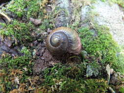 Image of Powelliphanta traversi (Powell 1930)