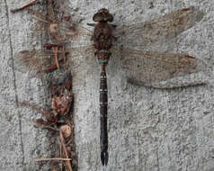 Image of Lance-Tailed Darner