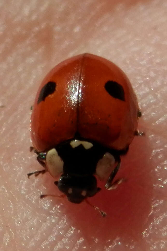 Adalia bipunctata (Linnaeus 1758) resmi