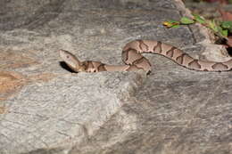 Image of Copperhead