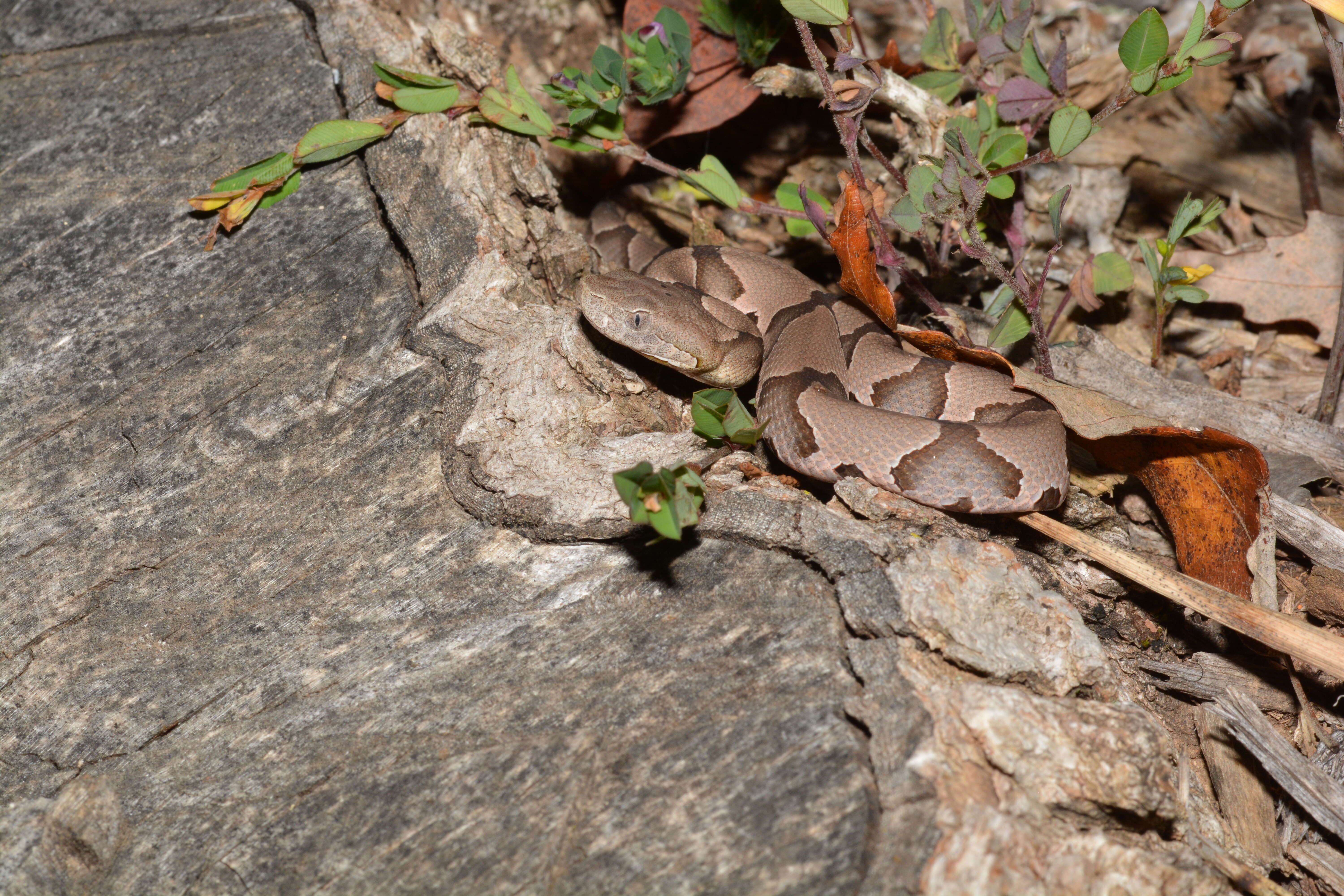 Image of Copperhead