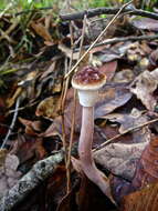 Image of Boletellus jalapensis (Murrill) E.-J. Gilbert 1931