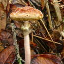 Image of Boletellus jalapensis (Murrill) E.-J. Gilbert 1931