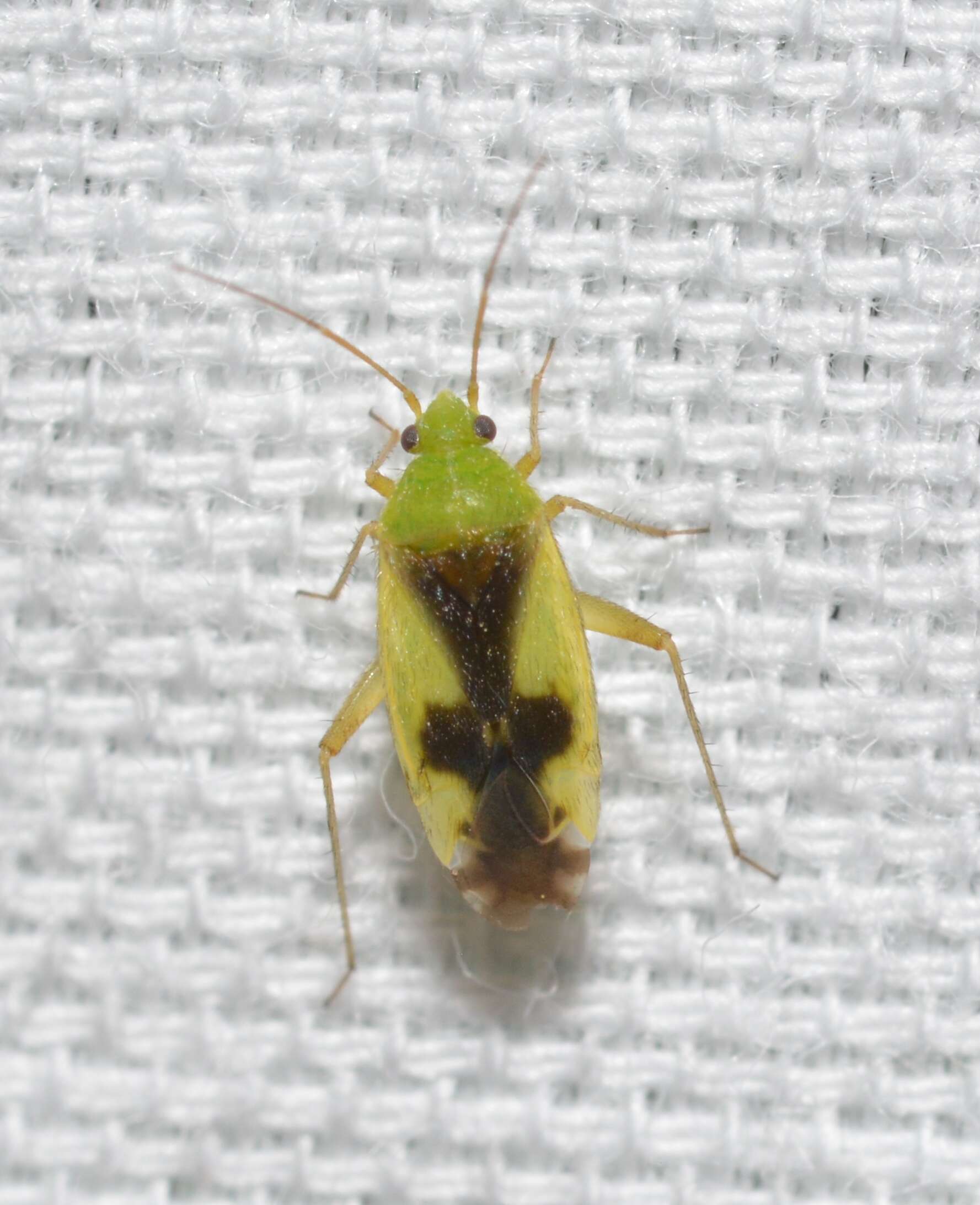 Image of Ornate Plant Bug
