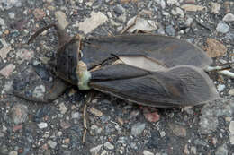 Image of Giant Water Bug