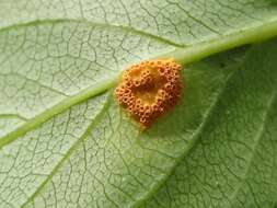 Image of Crown rust of oats