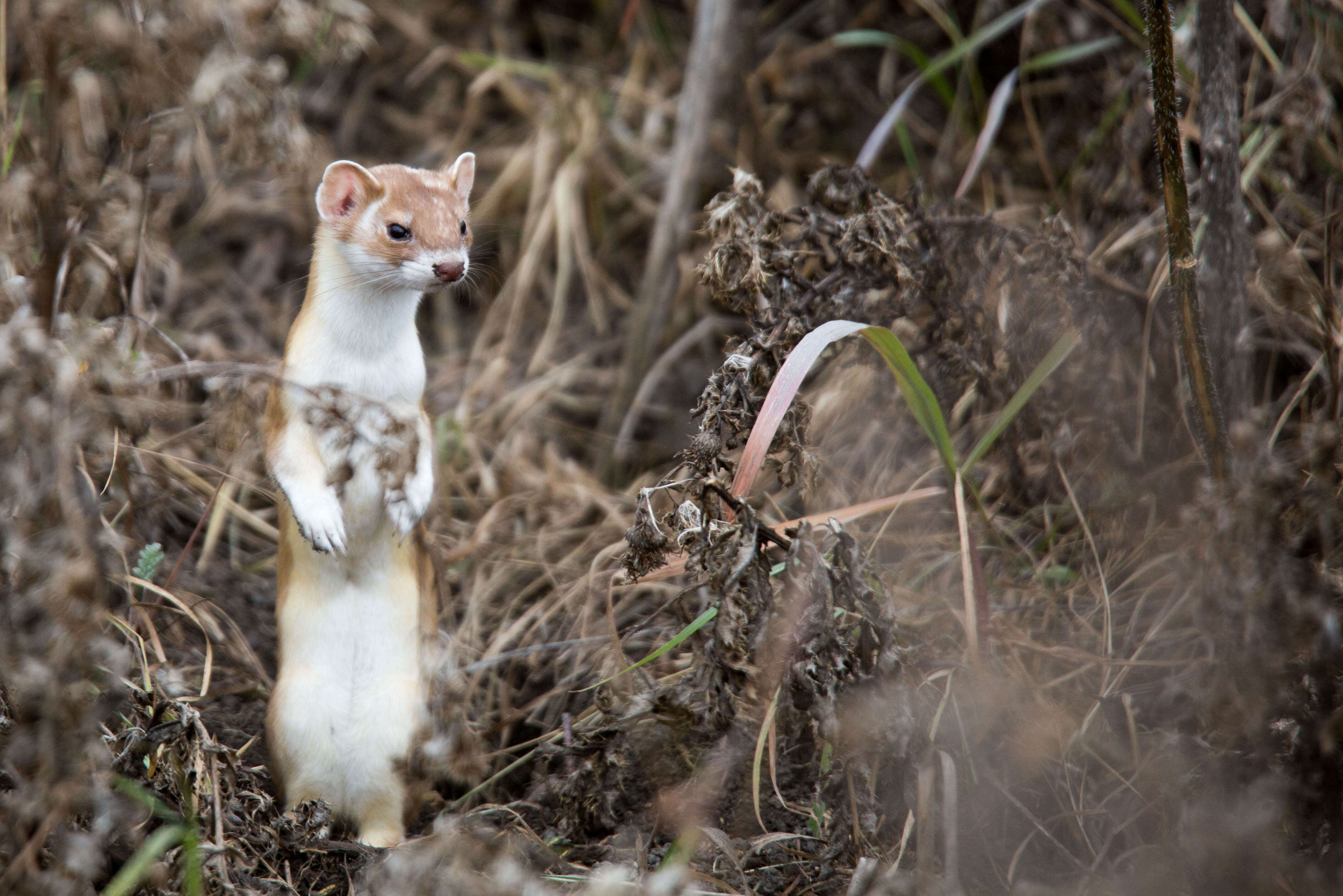 Image of Long-tailed Weasel