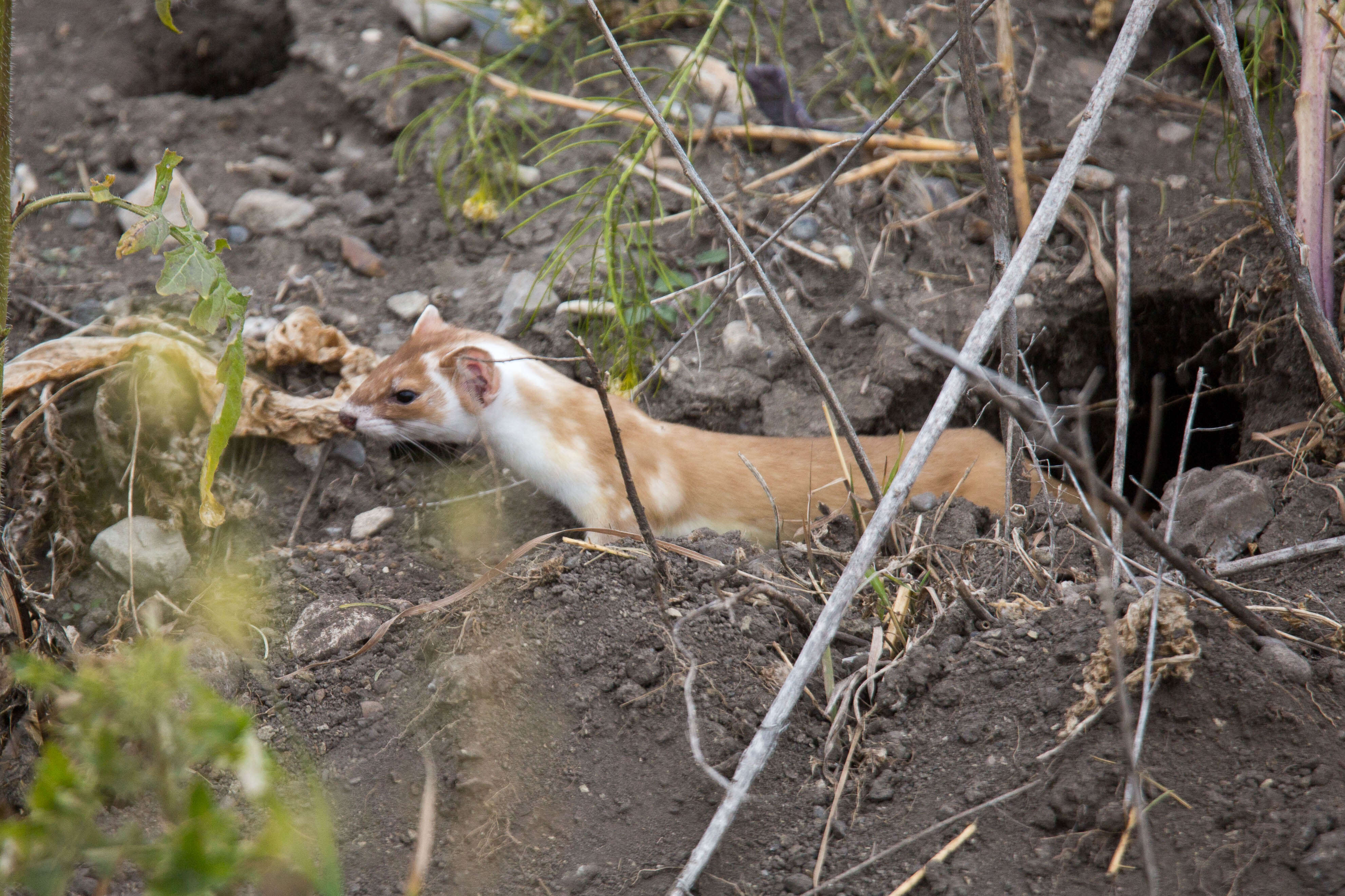 Image of Long-tailed Weasel