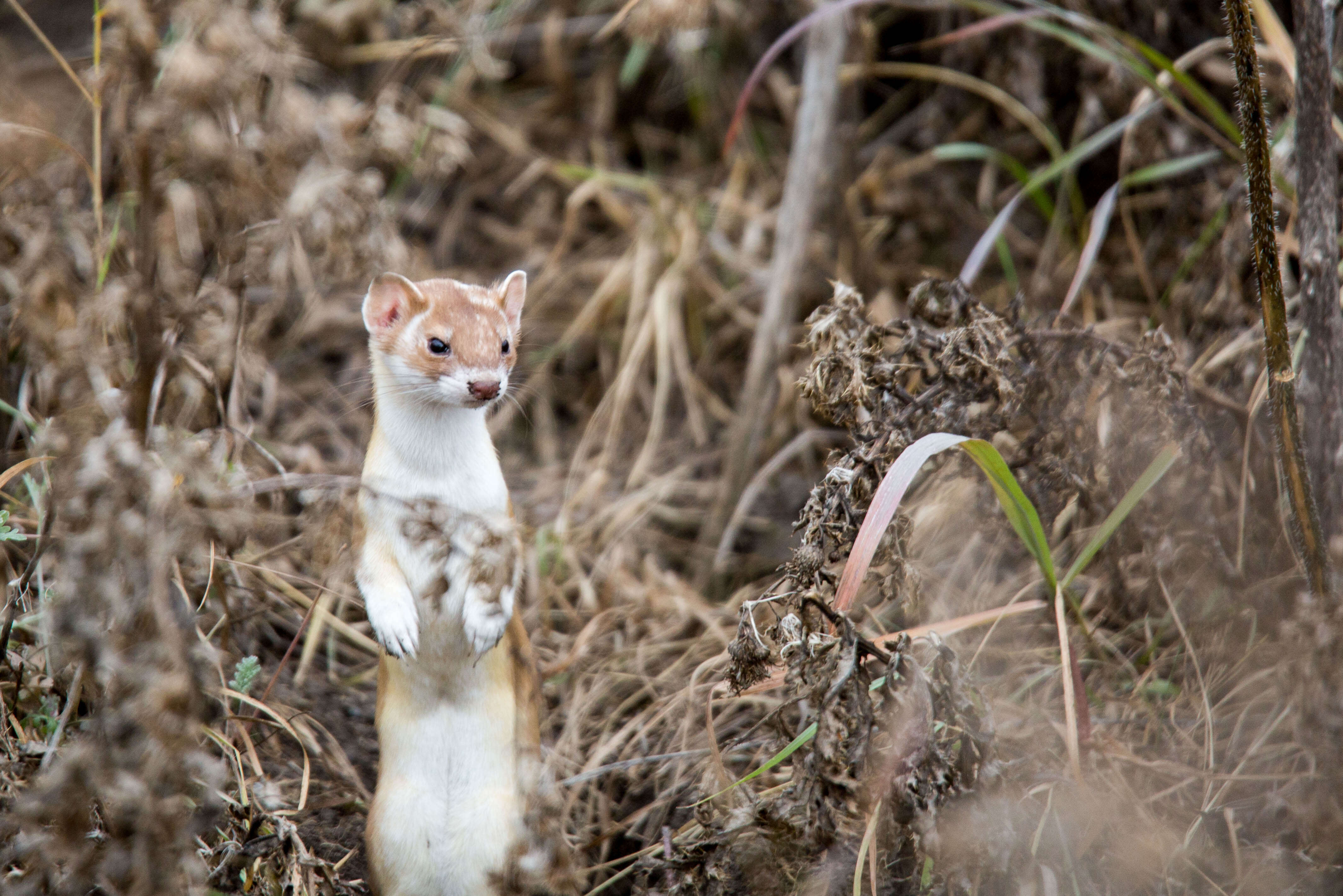 Image of Long-tailed Weasel