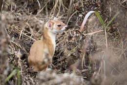 Image of Long-tailed Weasel