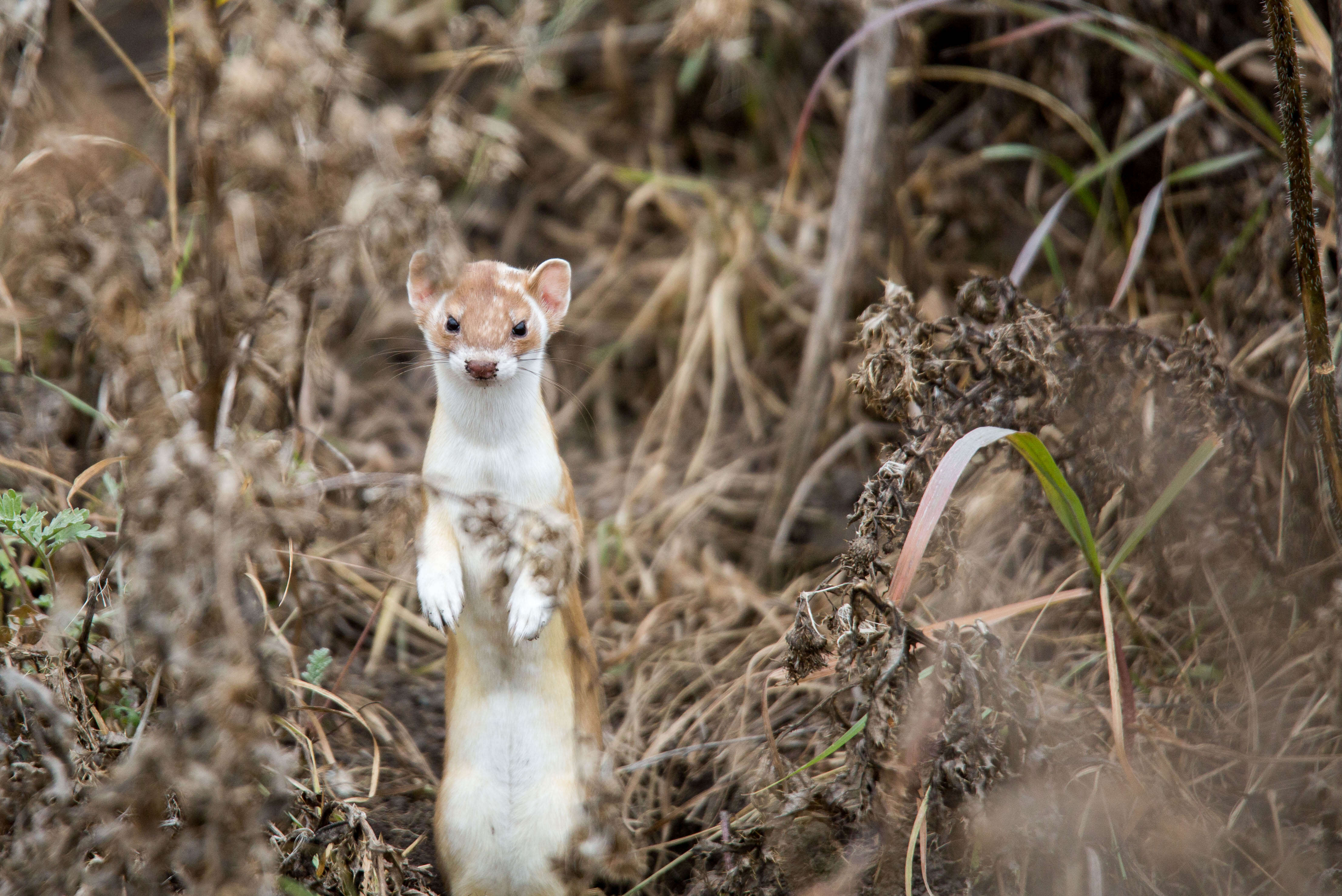 Image of Long-tailed Weasel