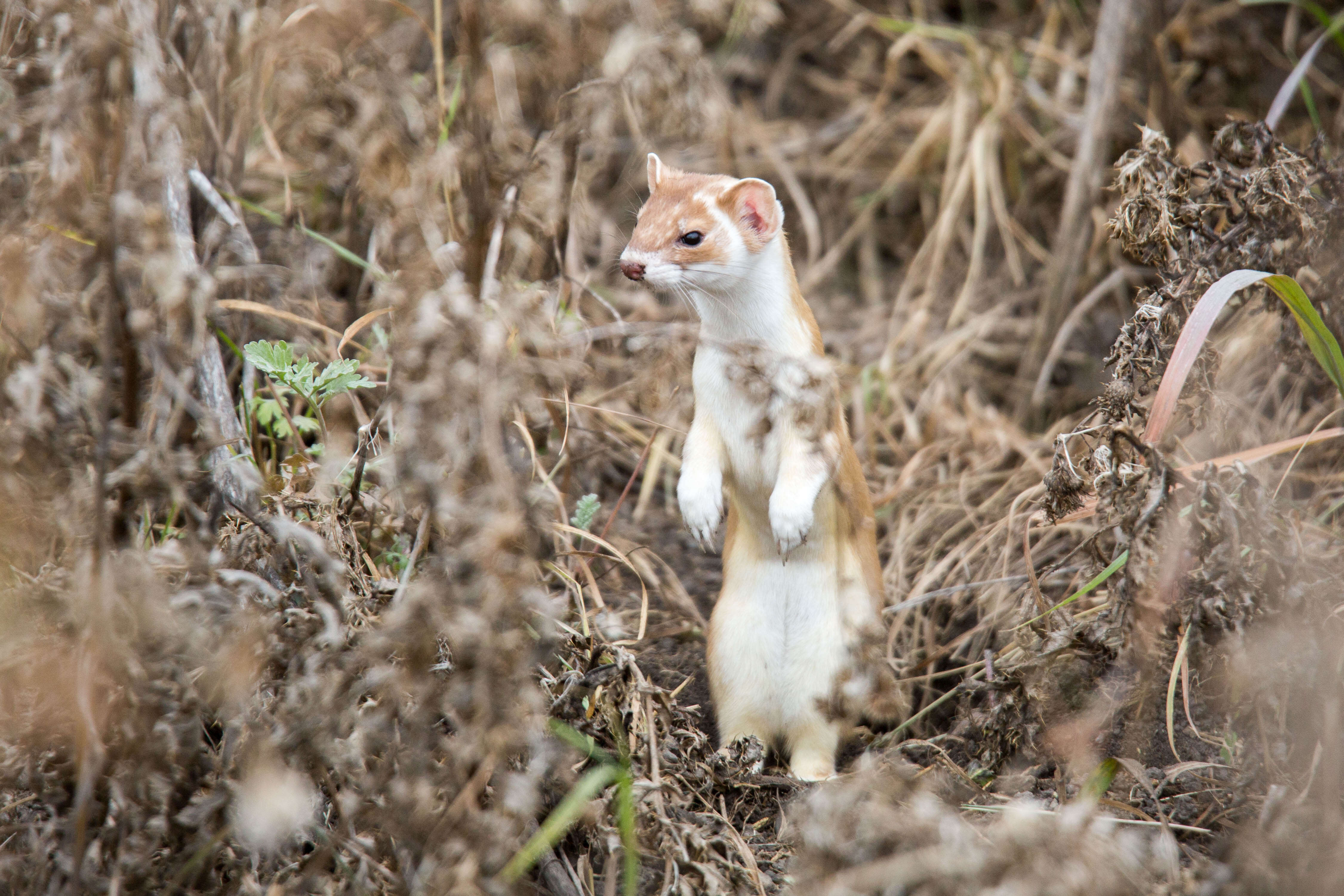 Image of Long-tailed Weasel