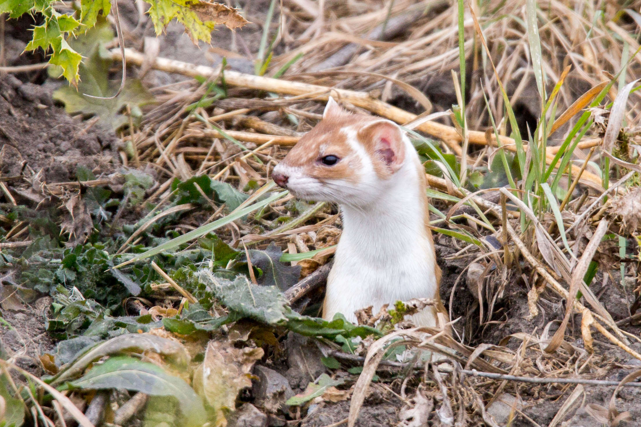 Image of Long-tailed Weasel