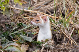 Plancia ëd Mustela frenata Lichtenstein 1831