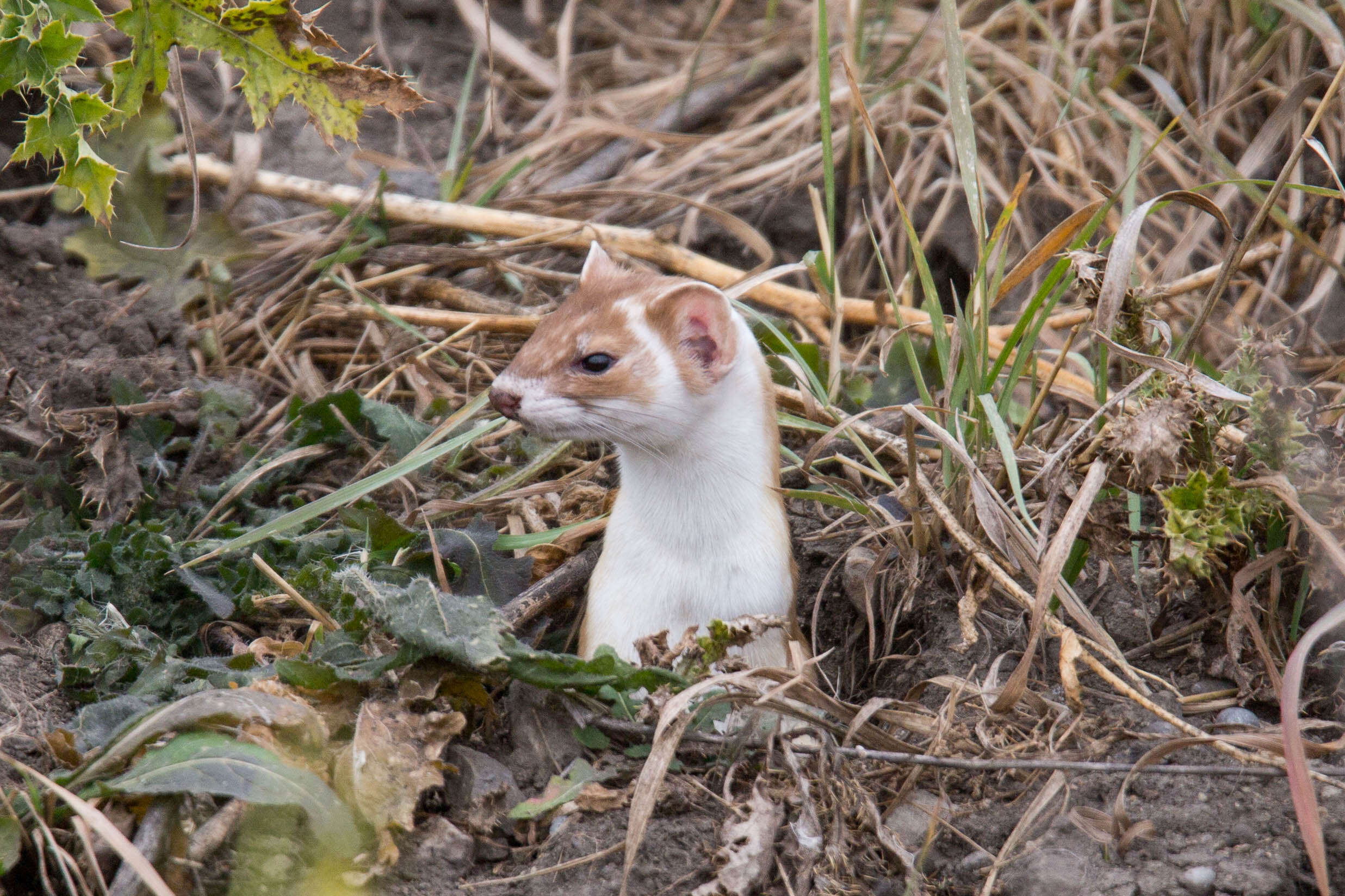 Image of Long-tailed Weasel