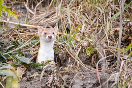 Image of Long-tailed Weasel