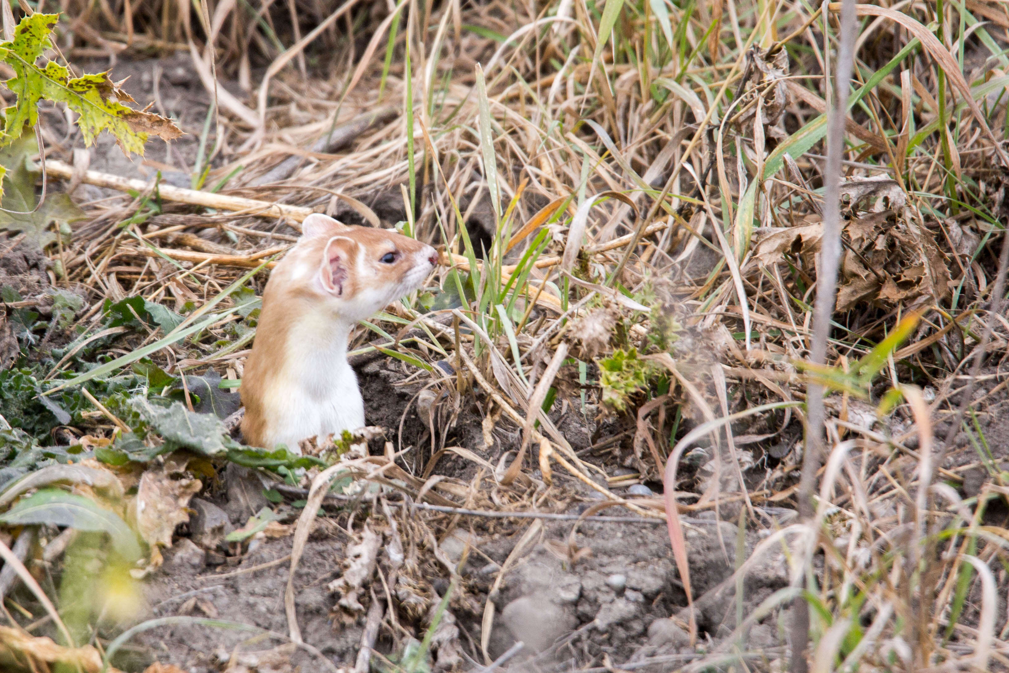 Image of Long-tailed Weasel