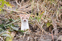 Image of Long-tailed Weasel