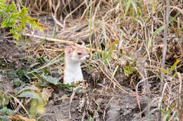 Image of Long-tailed Weasel