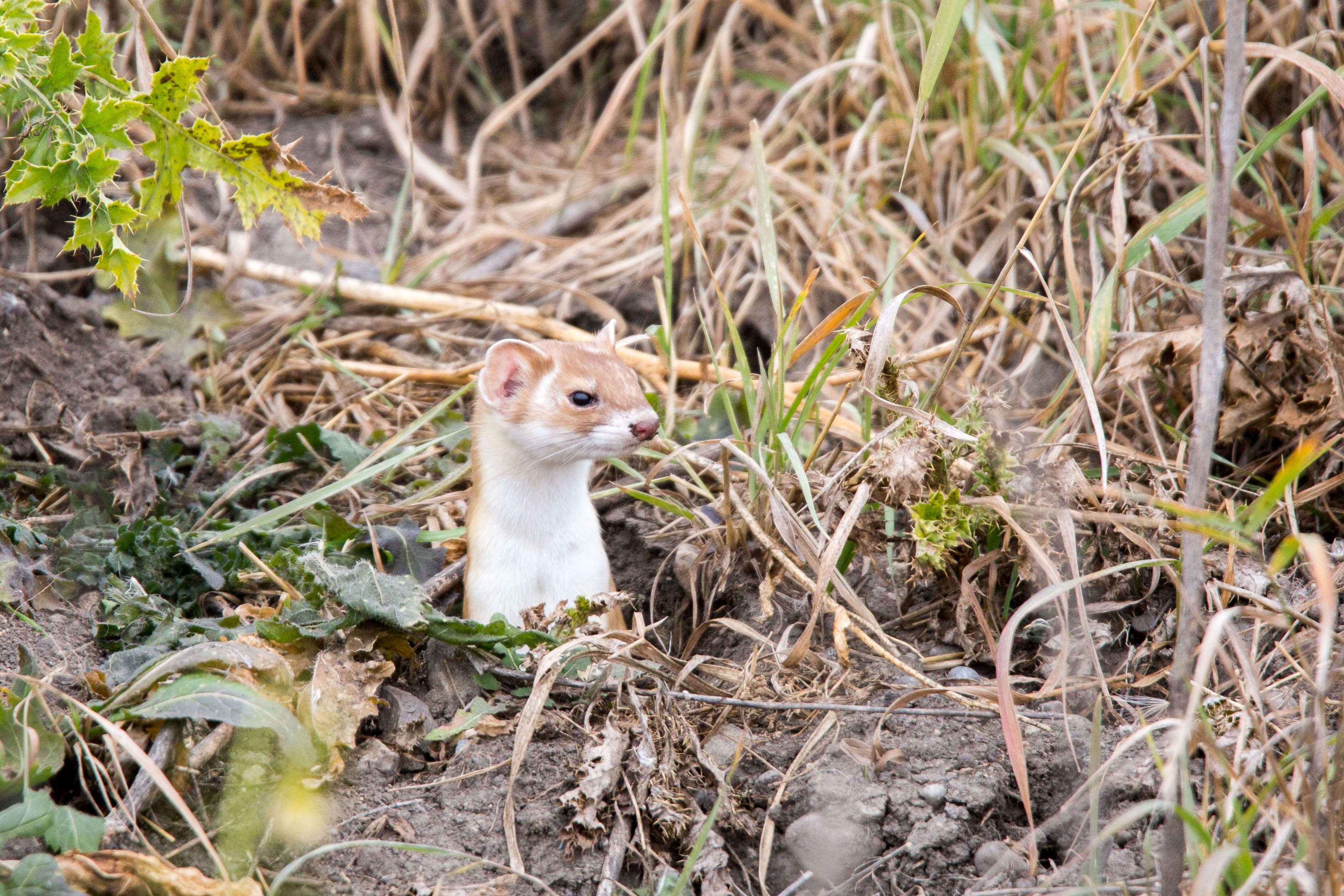 Image of Long-tailed Weasel