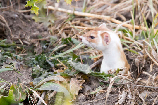 Image of Long-tailed Weasel