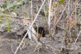 Image of Long-tailed Weasel