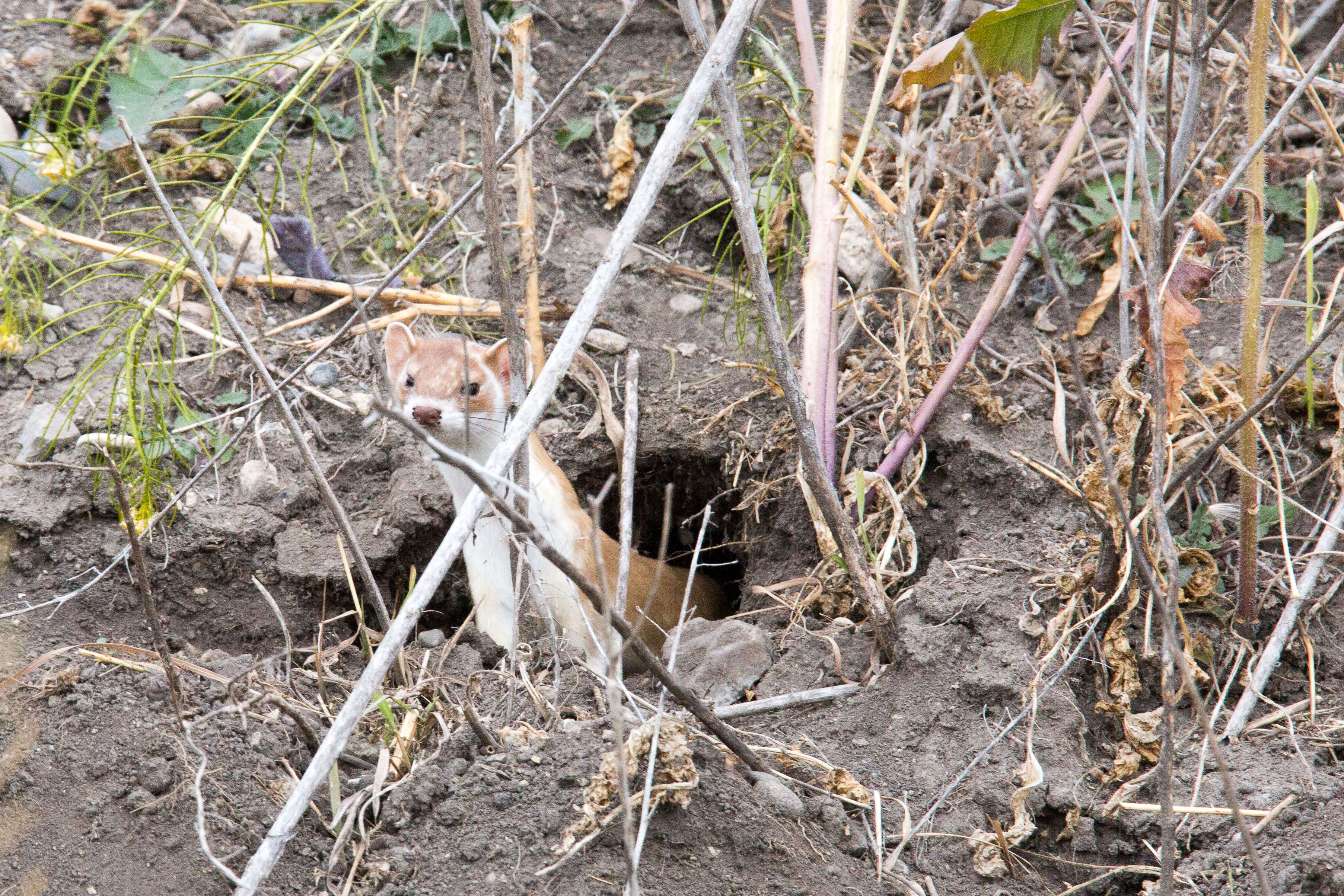 Image of Long-tailed Weasel