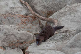 Image of American Mink