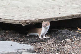 Image of least weasel