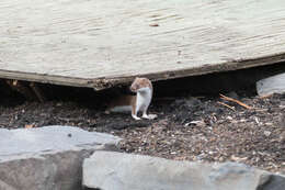 Image of least weasel