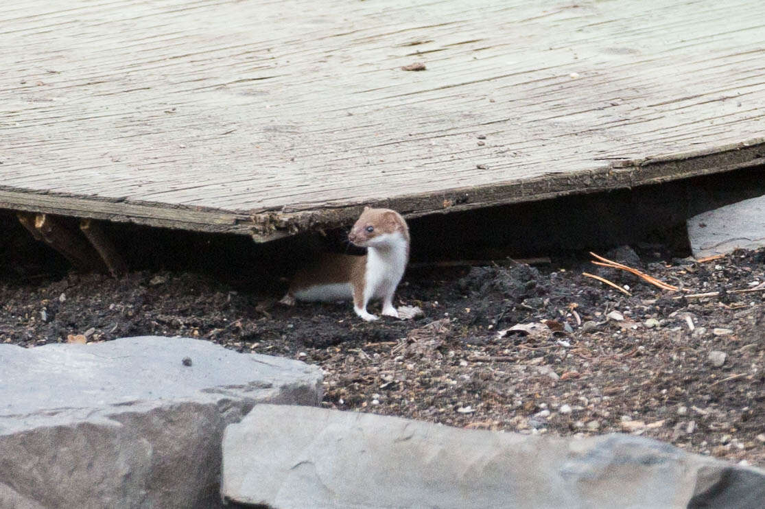 Image of least weasel