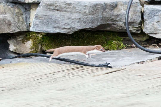 Image of least weasel