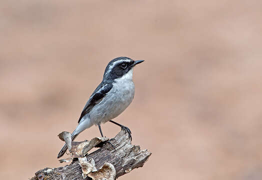 Image of Grey Bush Chat