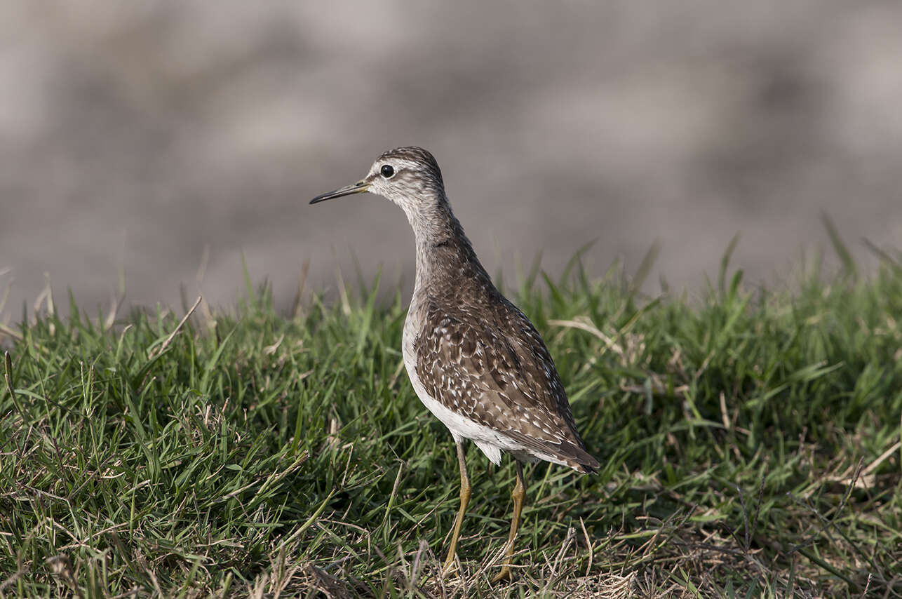 Image of Wood Sandpiper