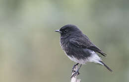 Image of Pied Bush Chat