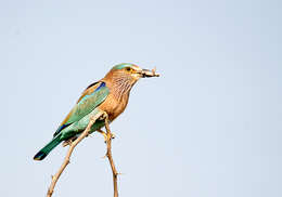 Image of Indian Roller