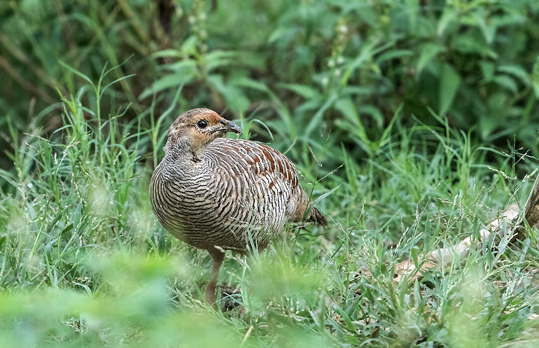 Image of Gray Francolin