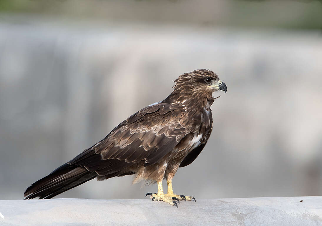 Image of Black Kite