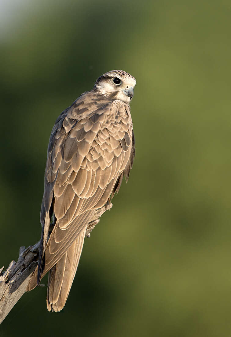 Image of Laggar Falcon