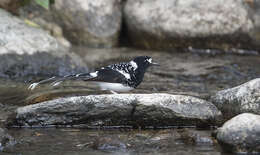 Image of Spotted Forktail